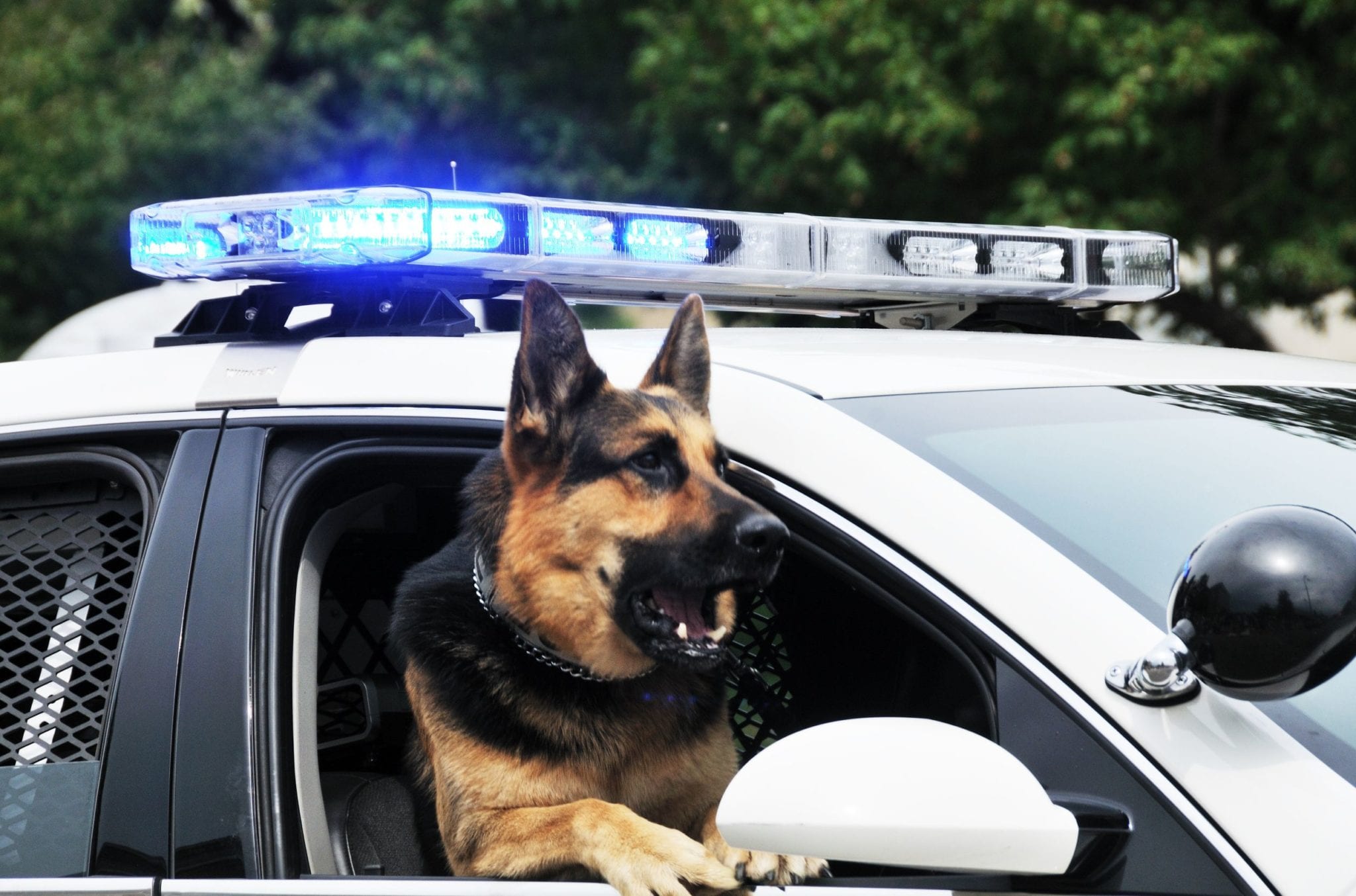 With More Drug-Sniffing Dogs in Minnesota, Know Your Rights
