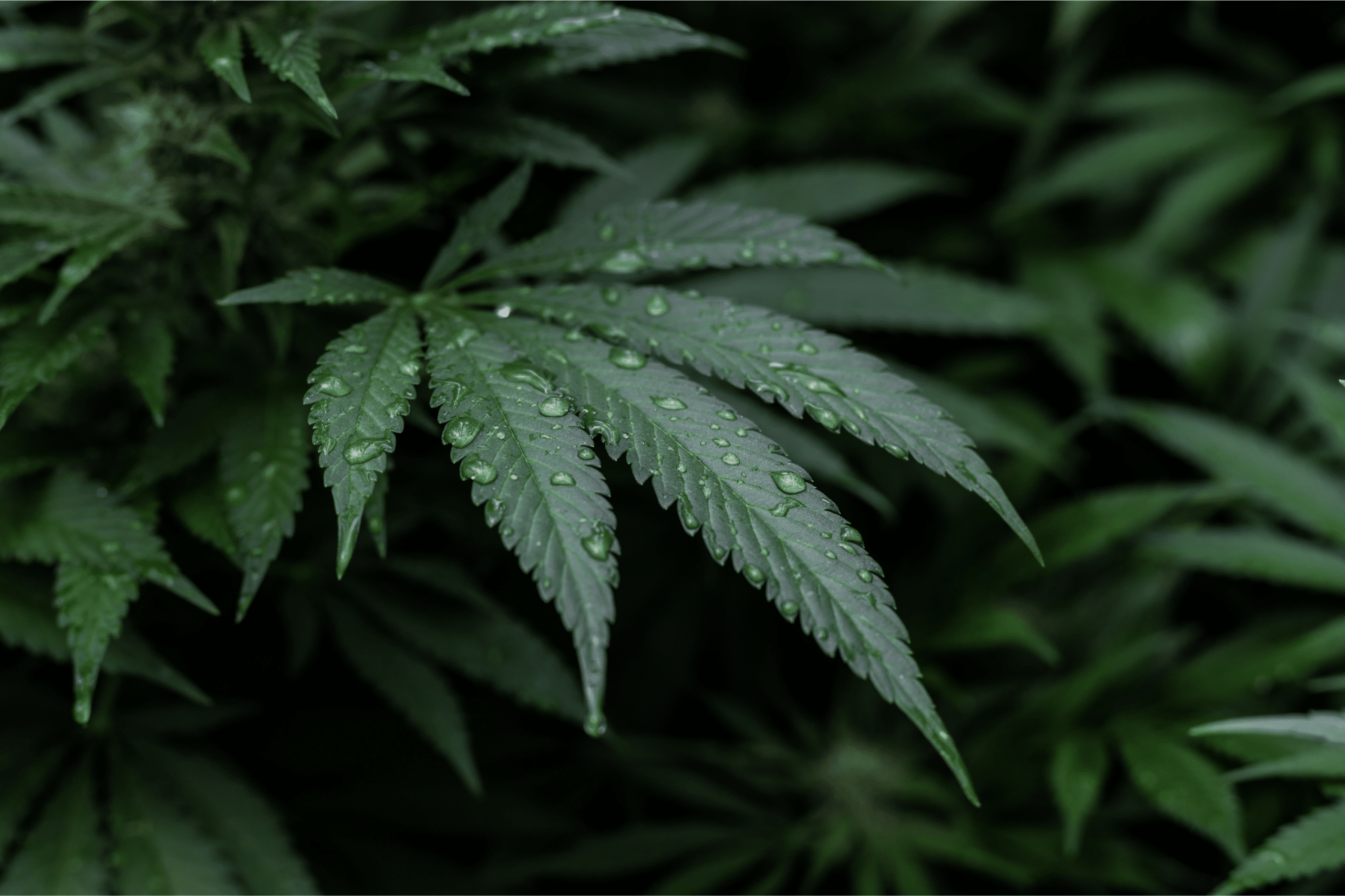 How Minnesota’s “Grow Op” Laws Impact You